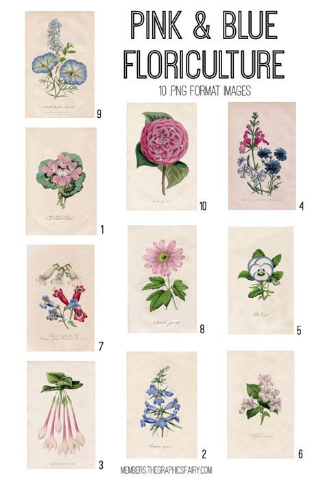 Pink And Blue Botanical Florals Image Kit Graphics Fairy Premium