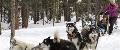 Dog Sledding With Good Times Adventures Breckenridge Grand Vacations Blog
