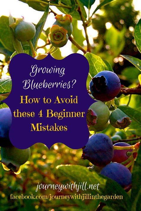 We did not find results for: Growing Blueberries? Avoid these Beginner Mistakes ...