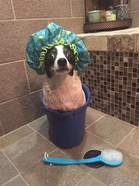 10 Dogs Who Felt Betrayed At Bath Time