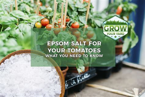 Epsom Salt For Tomatoes How And Why Theyre Amazing For Tomatoes Grow Your Yard