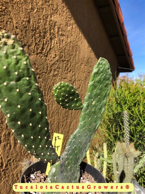 It is so easy to root christmas cactus plant cuttings along with all the other holiday cactus, you won't believe it! Consolea rubescens RoadKill Cactus 9" Tall 6.5" Wide ...