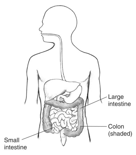Digestive Tract Within Outline Of Male Body With Labels Pointing To Small Intestine Large