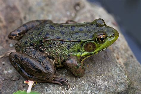 Northern Green Frog Rana Clamitans Melanota Greenfuse Photos