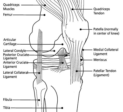 Anatomy Of The Knee Joint With Diagrams And X Ray Owlcation