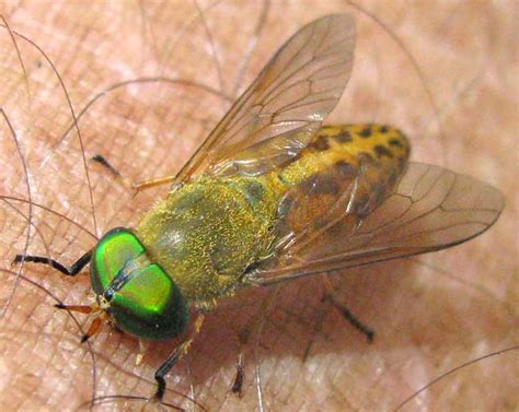 How can i do that? How to Get Rid of Horse Flies and Protect Your Horse