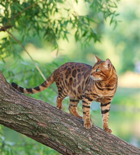 Although they can be challenging to care for (as we have established in bengal cats are prized worldwide as one of the most beautiful and alluring of all breeds of domestic. Bengal Cat Names - 200 Ideas For Naming Your Male or Female
