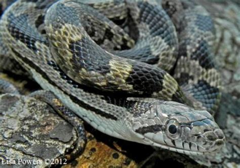 Venomous snakes in the outdoors. Gray Ratsnake (Pantherophis spiloides) | Kentucky Snake ...