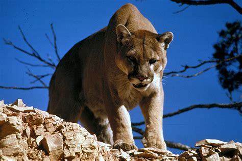 Filemountain Lion In Glacier National Park Wikimedia Commons