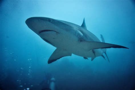 5 Stages Of A Sharks Life Cycle Shark Diving Unlimited