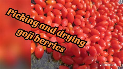 If you want to buy 3 or more seed packets, please convo me for a custom order. Picking and drying goji berries at home - YouTube