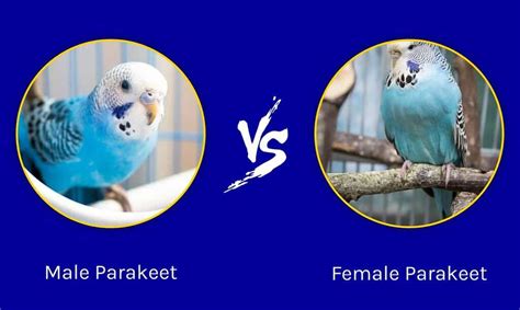 Male Vs Female Parakeet What Are The Differences A Z Animals