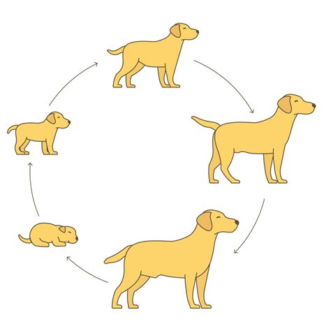 What Are The Life Stages Of A Dog