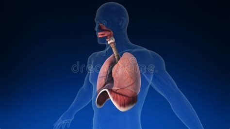 Medical 3d Animation Of The Human Lung With Its Parts Visible