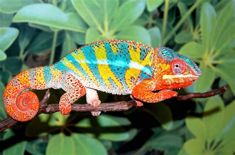 8 Photos Carpet Chameleon Breeders And Description - Alqu Blog