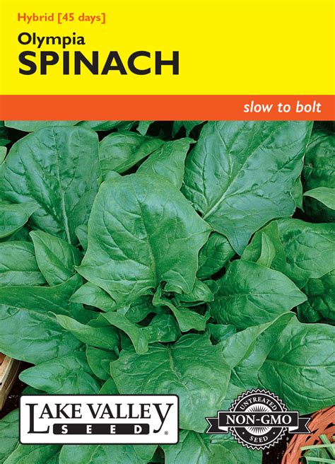 Spinach Olympia Hybrid Item 1836 Lake Valley Seed