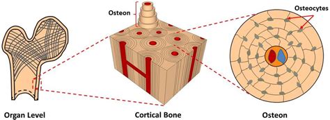 3 Diagram Of An Osteon The Primary Structural Unit Of Bone With The
