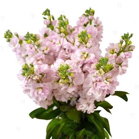Stock Light Pink Wedding Flower Types Stock Flower Wholesale Flowers