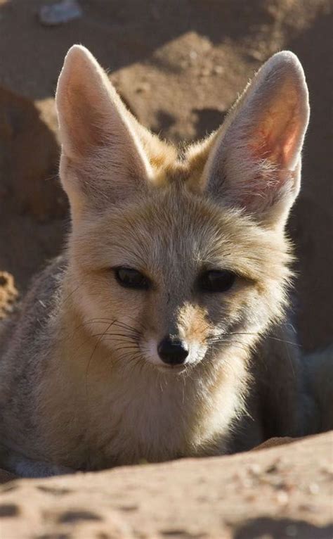 The Cape Fox Is Nocturnal But Can Be Spotted In The Early Mornings And