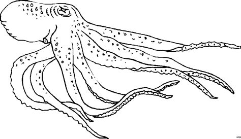 Ausmalbild riesenkalmar / koloss kalmar riesenkalmar : Oktopus Mit Langen Armen Ausmalbild & Malvorlage (Tiere)