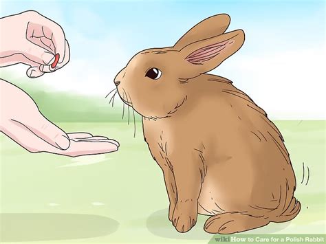 We collected your questions and selected the best ten questions. How to Care for a Polish Rabbit (with Pictures) - wikiHow