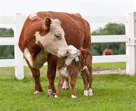 A young cow is called a calf. KS1 Animals | Their Young and Babies