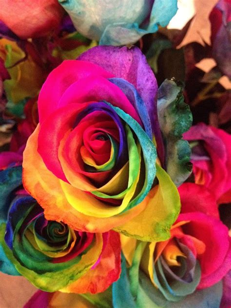 17 Best Images About Rainbow Colored Roses On Pinterest