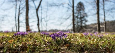 Early Signs Of Spring Stock Image Image Of Growth Season 68793905