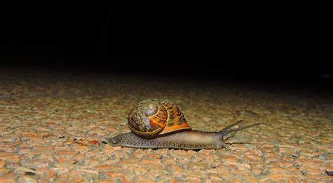 Are Snails Nocturnal Pests Banned
