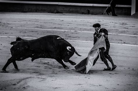 Free Images Black And White Bull Tradition Monochrome Photography