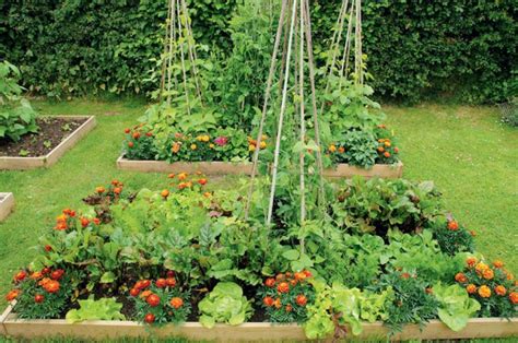 Outdoor French Intensive Gardening Biointensive Gardening Organic