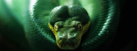 Green Tree Python Care Sheet Imperial Reptiles And Exotics