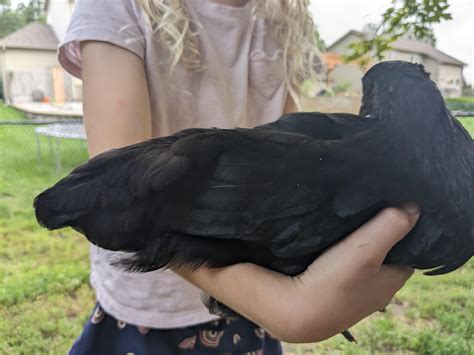 Tractor supply chick coming of age... What is this? : r/BackYardChickens