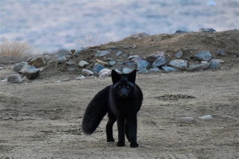 Iqaluit Residents Report Run Ins With Foxes Nunatsiaq News