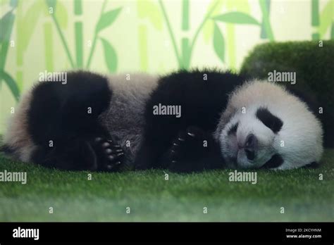Singapores Giant Panda Cub Named Le Le Sleeps In A Glass Fronted