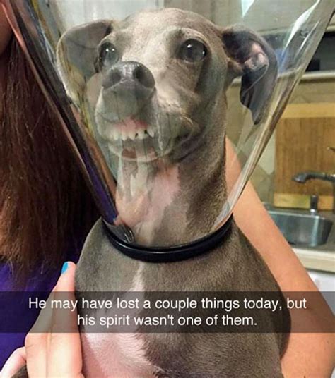 15 Hilarious Dog Snapchats That Are Impawsible Not To Laugh At Bored