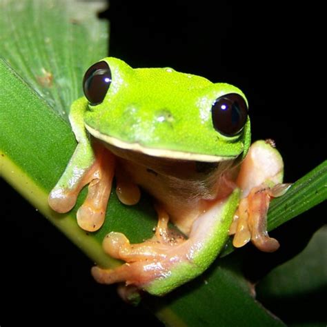 Pin By Caroline Lofquist On Animals Tree Frogs Pet Frogs Rare Animals