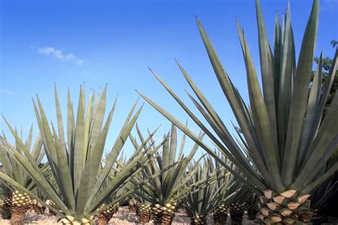 Premium Photo Agave Tequilana Plant For Mexican Tequila Liquor