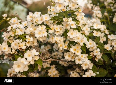 Blooming Jasmine Bush Stock Photo Alamy