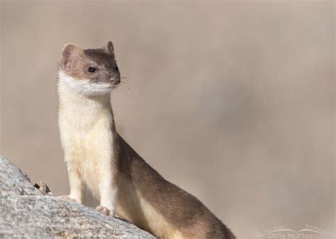 Long Tailed Weasel In Its Sleek Summer Coat On The Wing Photography