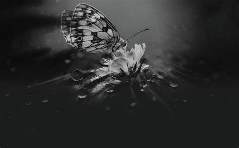 Butterfly After The Rain Photograph By Mountain Dreams Fine Art America