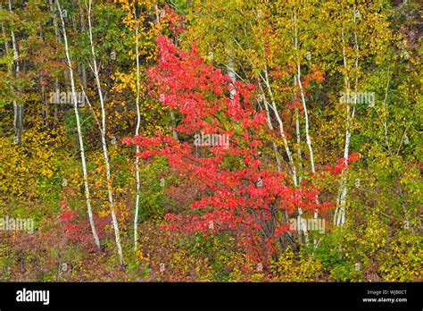 Birch And Maple Trees In Autumn Greater Sudbury Ontario Canada Stock