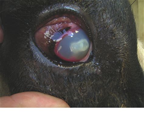 A corneal ulcer is an open sore that forms on the cornea. NADIS - National Animal Disease Information Service