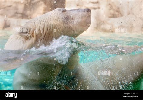 Close Up Of The Polar Bear At The Brookfield Zoo Swimming With Its Head