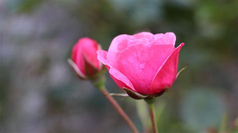 Desktop Wallpaper Pink Roses Bud Flower Water Drops Blur Hd Image