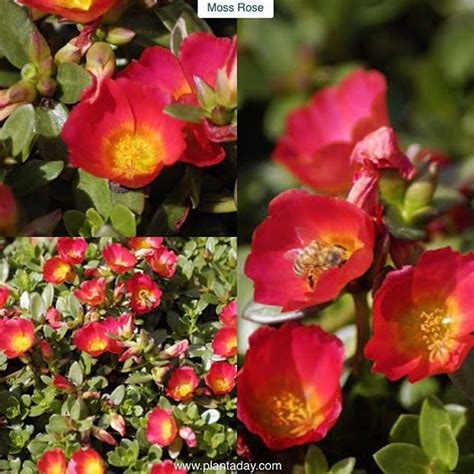 It blooms just during the day, not night. Moss Rose Portulaca grandiflora Type: Succulent Annual ...