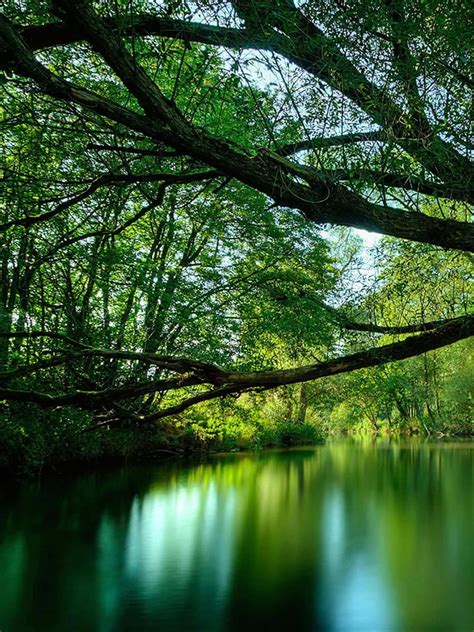 Download A River Surrounded By Trees And Greenery Wallpaper
