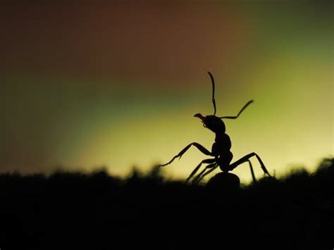Tawny Crazy Ants Invade Florida