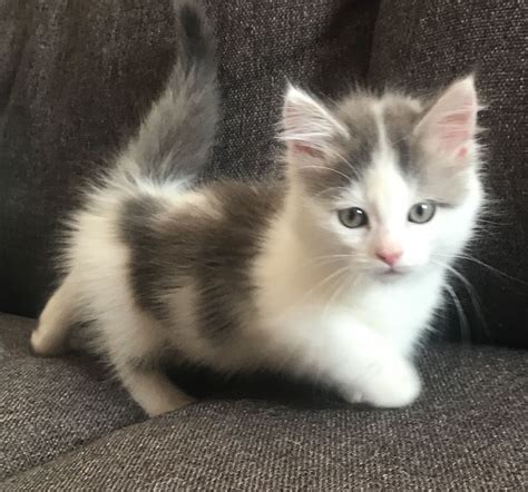 Munchkin kittens for adoption: Know the features - smartfamilypets