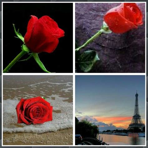 So buy your lady a flower dictionary like this one. A romantic evening should have these. | Romantic evening ...